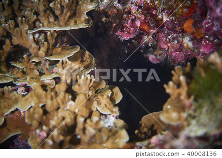 corals 40008136