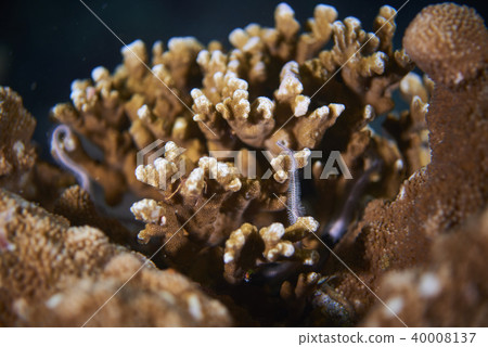corals 40008137