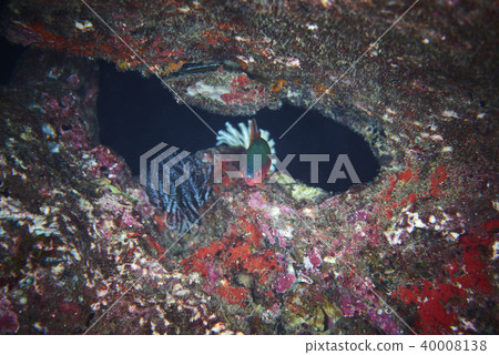Fish on underwater coral reef 40008138