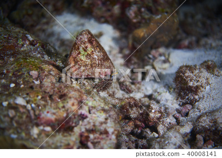 Fish on underwater coral reef 40008141
