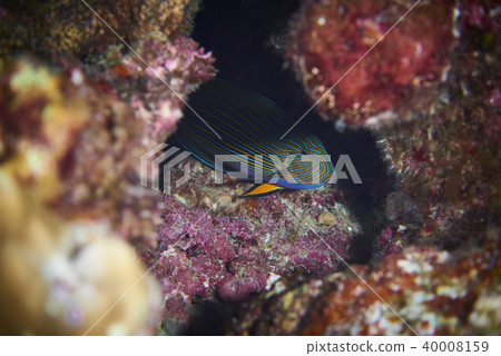 Fish on underwater coral reef 40008159