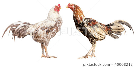 Rooster crows isolate with clipping path 40008212