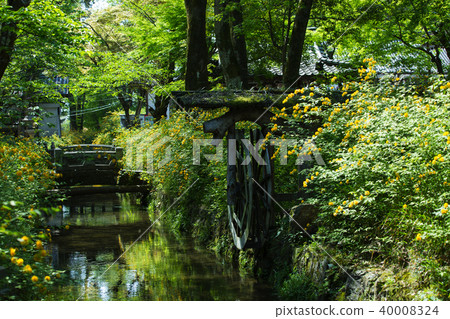 Matsuo Taisha / Yamabuki 40008324