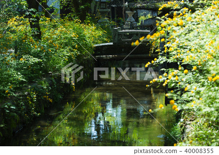 Matsuo Taisha / Yamabuki 40008355