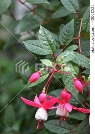 漢娜紅與白色紫紅色的葉子和花和雨天溝 漢娜紅與白色紫紅色的葉子和花和雨天溝 40008523
