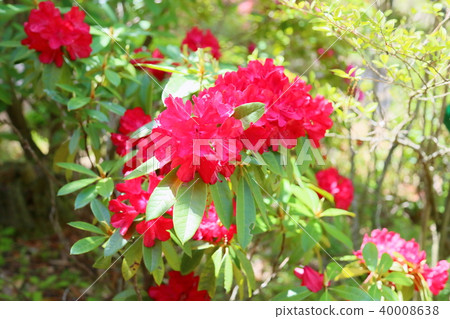 Western rhododendron flower Western rhododendron flower 40008638
