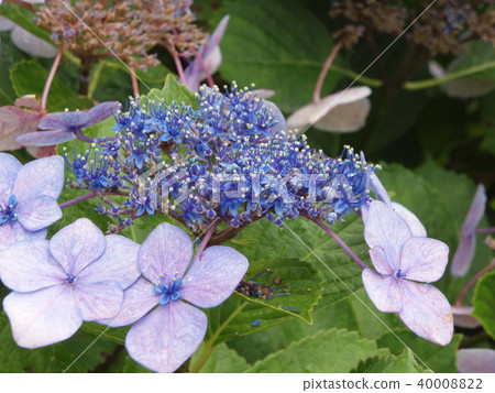 Gaku hydrangea  Gaku hydrangea 40008822