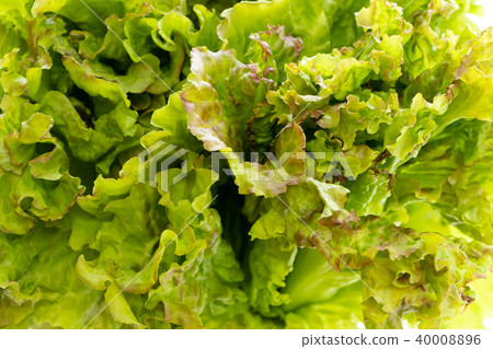 Nourishing Sunny Lettuce Nourishing Sunny Lettuce 40008896