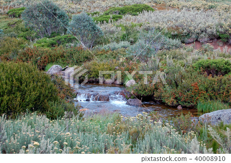 Leather Barrel Creek - Kosciuszko National Park Leather Barrel Creek - Kosciuszko National Park 40008910