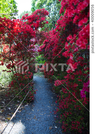 梅宮大社 40009056