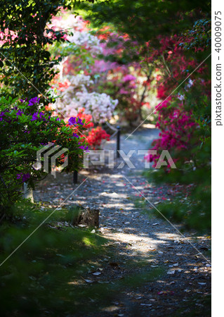 Umemiya Taisha Shrine 40009075