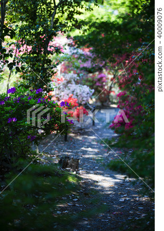 Umemiya Taisha Shrine 40009076
