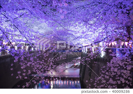 Megurogawa Sakura Festival,Night Sakura Light Up,東京之春 Megurogawa Sakura Festival,Night Sakura Light Up,東京之春 40009286