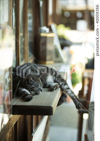 Umemiya Taisha貓 40009366