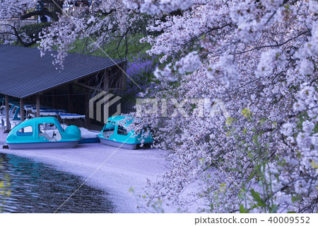 Tokyo's spring, the cherry blossom festival of Chidori Tokyo's spring, the cherry blossom festival of Chidori 40009552