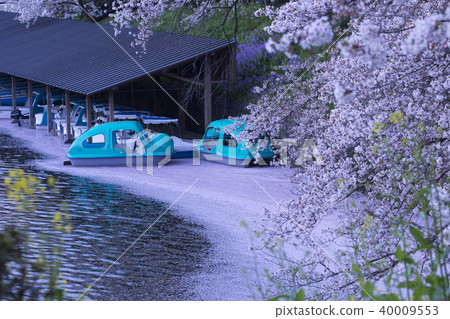 Tokyo's spring, the cherry blossom festival of Chidori Tokyo's spring, the cherry blossom festival of Chidori 40009553