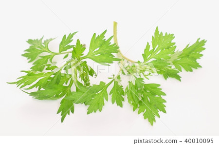 新鮮的艾蒿葉子,特寫鏡頭,白色背景,室內 新鮮的艾蒿葉子,特寫鏡頭,白色背景,室內 40010095