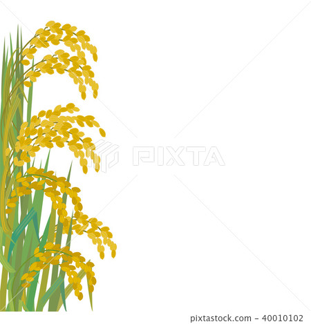 Rice field illustration real 40010102