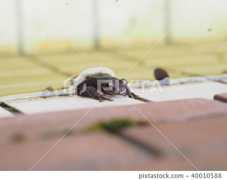 Frog sticking to tile wall 40010588