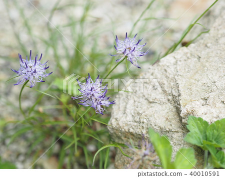 Phytohema faelicum blooming in full bloom 40010591