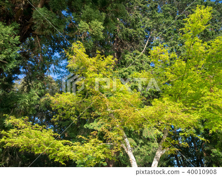 Sunny maple forest Sunny maple forest 40010908