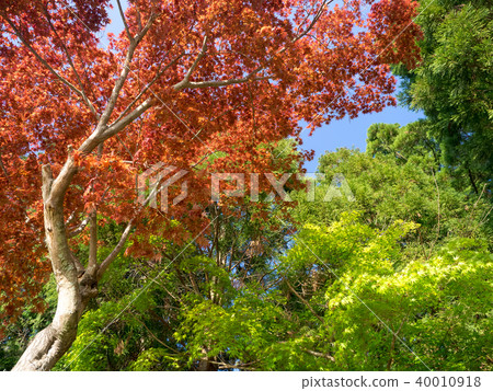 Sunny maple forest Sunny maple forest 40010918