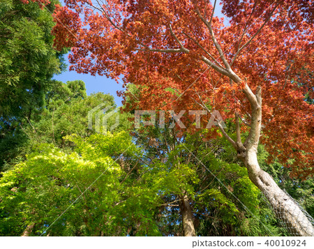 Sunny maple forest Sunny maple forest 40010924