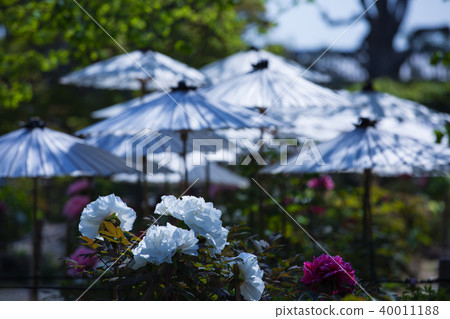 Tanunji Temple / Peony 40011188