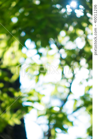 Fresh green bokeh material In the woods Fresh green bokeh material In the woods 40011206