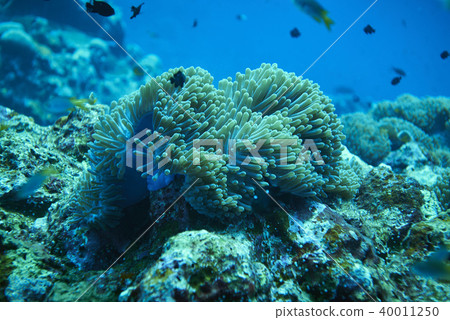 Fish on underwater coral reef 40011250