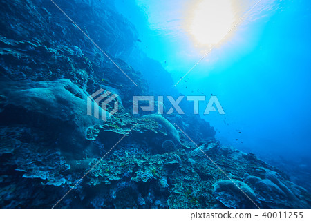 Fish on underwater coral reef 40011255