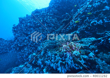 Fish on underwater coral reef 40011282