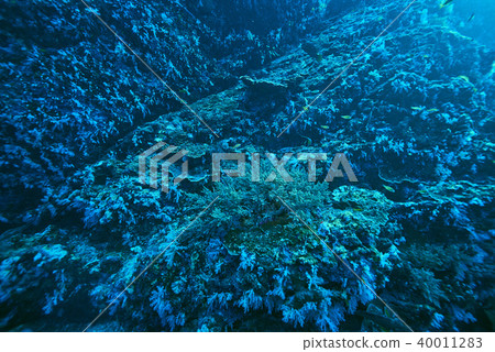 Fish on underwater coral reef 40011283