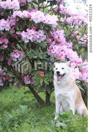 Dog sitting with smile and rhododendron 40011324