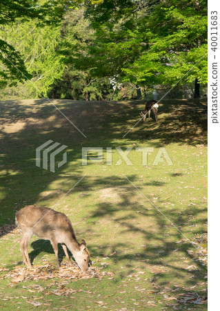 一隻鹿 一隻鹿 40011683