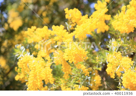 Mimosa acacia flower Mimosa acacia flower 40011936