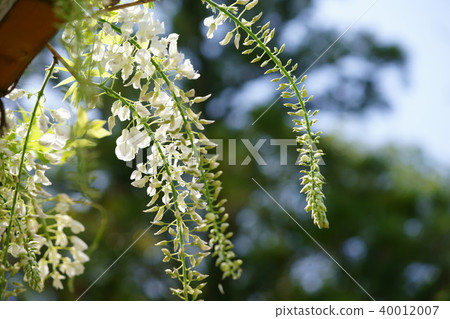 Akitsuji and wisteria flowers 1 Akitsuji and wisteria flowers 1 40012007