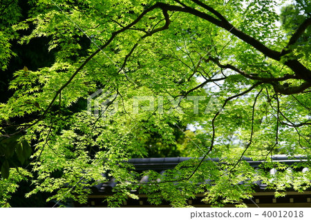 Aomori 5 of Nara and Akitsugu Temple Aomori 5 of Nara and Akitsugu Temple 40012018