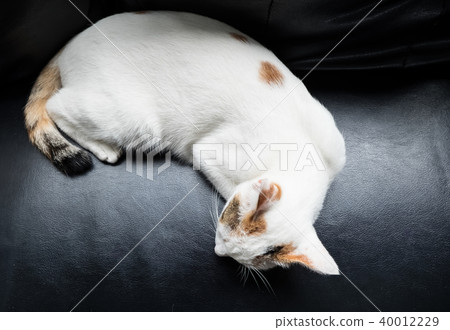 Cat relaxing on the couch Cat relaxing on the couch 40012229