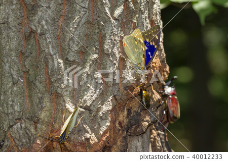 Oomurasaki Oomurasaki 40012233