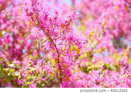 紅花Tokiwamansaku花 40012402