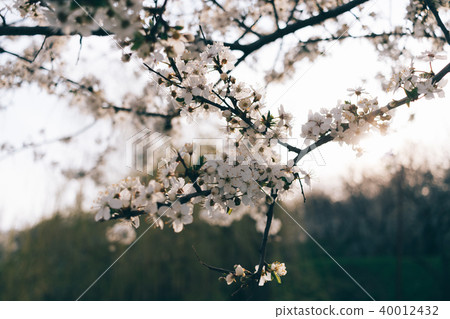 Close-up of lush blossoming cherry twig Close-up of lush blossoming cherry twig 40012432