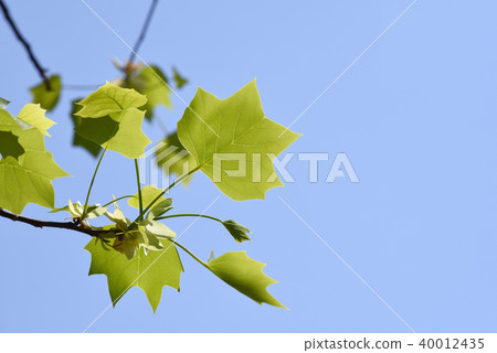 Wild young leaves of turpentine 40012435