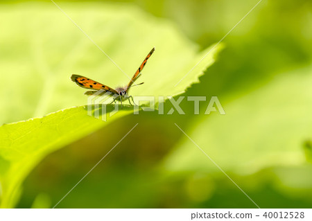 Lycaena phlaeas Lycaena phlaeas 40012528