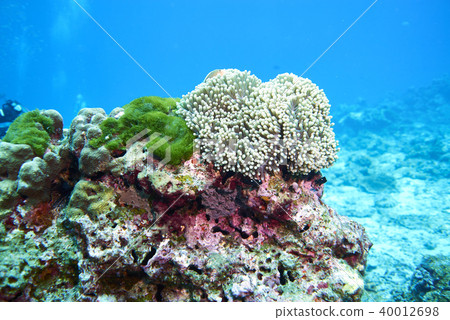 Fish on underwater coral reef 40012698