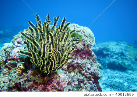Fish on underwater coral reef 40012699