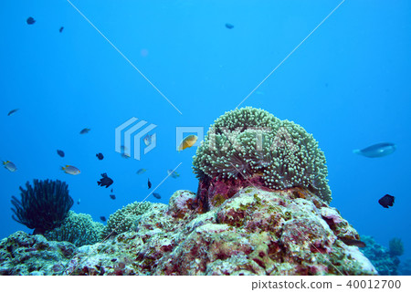 Fish on underwater coral reef 40012700