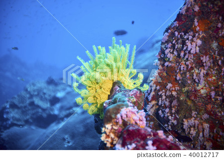 soft corals 40012717