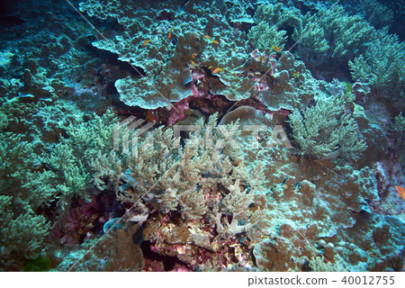Fish on underwater coral reef 40012755