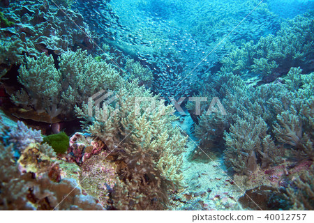 Fish on underwater coral reef 40012757